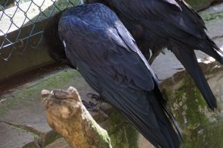 Corvus corax - Kolkrabe (Eurasischer Kolkrabe)